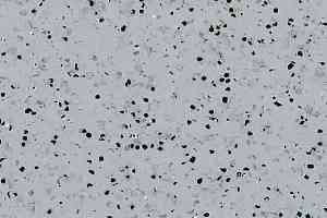 Линолеум Mipolam Elegance El5 0352 Grey фото  | FLOORDEALER